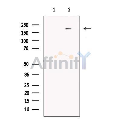 FKBP135 Antibody -DF13737