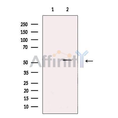 SEC61A Antibody -DF13740