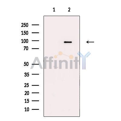 KCNQ3 Antibody -DF13741