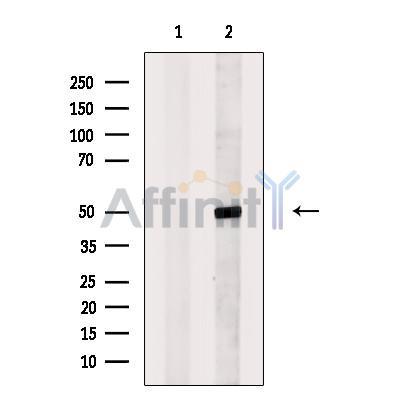 ECSIT Antibody -DF13748