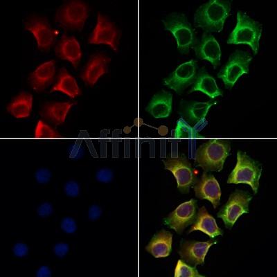 DF3329 staining HepG2 by IF/ICC. The sample were fixed with PFA and permeabilized in 0.1% Triton X-100,then blocked in 10% serum for 45 minutes at 25¡ãC. The primary antibody was diluted at 1/200 and incubated with the sample for 1 hour at 37¡ãC. An  Alexa Fluor 594 conjugated goat anti-rabbit IgG (H+L) Ab, diluted at 1/600, was used as the secondary antibod