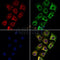 DF3329 staining HepG2 by IF/ICC. The sample were fixed with PFA and permeabilized in 0.1% Triton X-100,then blocked in 10% serum for 45 minutes at 25¡ãC. The primary antibody was diluted at 1/200 and incubated with the sample for 1 hour at 37¡ãC. An  Alexa Fluor 594 conjugated goat anti-rabbit IgG (H+L) Ab, diluted at 1/600, was used as the secondary antibod