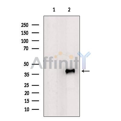 Western blot analysis of extracts from 293t, using POLR1C Antibody. The lane on the left was treated with blocking peptide.