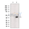 Western blot analysis of extracts from 293t, using POLR1C Antibody. The lane on the left was treated with blocking peptide.
