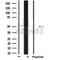 Western blot analysis of extracts from Mouse liver, using ANGPTL3 Antibody. The lane on the right was treated with blocking peptide.