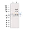 DF6684 at 1/100 staining Mouse testis tissue by IHC-P. The sample was formaldehyde fixed and a heat mediated antigen retrieval step in citrate buffer was performed. The sample was then blocked and incubated with the antibody for 1.5 hours at 22¡ãC. An HRP conjugated goat anti-rabbit antibody was used as the secondary