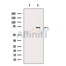 DF6875 at 1/100 staining Mouse spleen tissue by IHC-P. The sample was formaldehyde fixed and a heat mediated antigen retrieval step in citrate buffer was performed. The sample was then blocked and incubated with the antibody for 1.5 hours at 22¡ãC. An HRP conjugated goat anti-rabbit antibody was used as the secondary