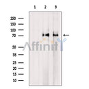 DF7085 at 1/100 staining Rat kidney tissue by IHC-P. The sample was formaldehyde fixed and a heat mediated antigen retrieval step in citrate buffer was performed. The sample was then blocked and incubated with the antibody for 1.5 hours at 22¡ãC. An HRP conjugated goat anti-rabbit antibody was used as the secondary
