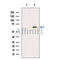 DF7151 at 1/100 staining Mouse lung tissue by IHC-P. The sample was formaldehyde fixed and a heat mediated antigen retrieval step in citrate buffer was performed. The sample was then blocked and incubated with the antibody for 1.5 hours at 22¡ãC. An HRP conjugated goat anti-rabbit antibody was used as the secondary
