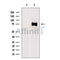 DF7453 at 1/100 staining Rat brain tissue by IHC-P. The sample was formaldehyde fixed and a heat mediated antigen retrieval step in citrate buffer was performed. The sample was then blocked and incubated with the antibody for 1.5 hours at 22¡ãC. An HRP conjugated goat anti-rabbit antibody was used as the secondary