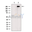 DF7561 staining Hela by IF/ICC. The sample were fixed with PFA and permeabilized in 0.1% Triton X-100,then blocked in 10% serum for 45 minutes at 25¡ãC. The primary antibody was diluted at 1/200 and incubated with the sample for 1 hour at 37¡ãC. An  Alexa Fluor 594 conjugated goat anti-rabbit IgG (H+L) Ab, diluted at 1/600, was used as the secondary antibod