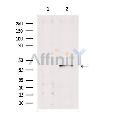 Caspase 7 Antibody -DF7609