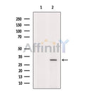 Western blot analysis OLIG2 using K562 whole cell lysates