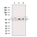 Western blot analysis UBA52 using COLO205 whole cell lysates