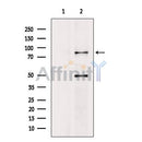 Western blot analysis of DCLK1 using HeLa whole cell lysates