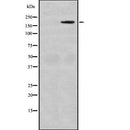 Western blot analysis of MAST1 using HeLa whole cell lysates