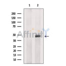 Western blot analysis NKAP using COLO205 whole cell lysates