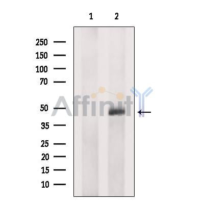 Western blot analysis NKAP using COLO205 whole cell lysates