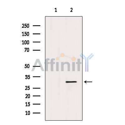 Western blot analysis of AQP11 using RAW264.7 whole cell lysates