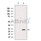 Western blot analysis of RAB8A using COS7 whole cell lysates