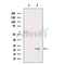 Western blot analysis of RGS19 using Jurkat whole cell lysates