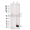 Western blot analysis of CXCL5 using RAW264.7 whole cell lysates