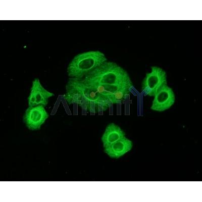 immunofluorescence analysis of Hela cells using tubulin mouse mAb. 
Green: Goat Anti-Mouse IgG(H+L) Alexa Fluor488 –conjugated