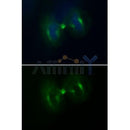 Immunofluoresence analysis of HepG2 cells during mitosis.  
Green: Goat Anti-Rabbit IgG(H+L) Alexa Fluor488(S0018). 
Blue: DAPI.
