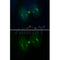 Immunofluoresence analysis of HepG2 cells during mitosis.  
Green: Goat Anti-Rabbit IgG(H+L) Alexa Fluor488(S0018). 
Blue: DAPI.
