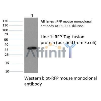 Western blot analysis of RFP Mouse Monoclonal Antibody expression in RFP-tag fusion protein.