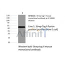Western blot analysis of strep tag fusion protein, using Strep tag II mouse monoclonal antibody.