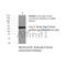 Western blot analysis of strep tag fusion protein, using Strep tag II mouse monoclonal antibody.
