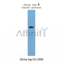 Western blot analysis of strep tag fusion protein, using Strep tag II mouse monoclonal antibody.