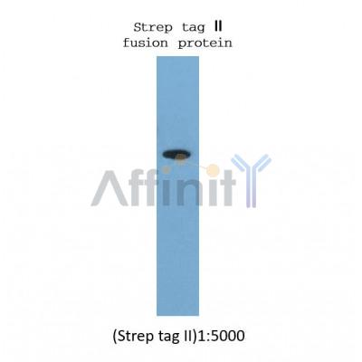 Western blot analysis of strep tag fusion protein, using Strep tag II mouse monoclonal antibody.