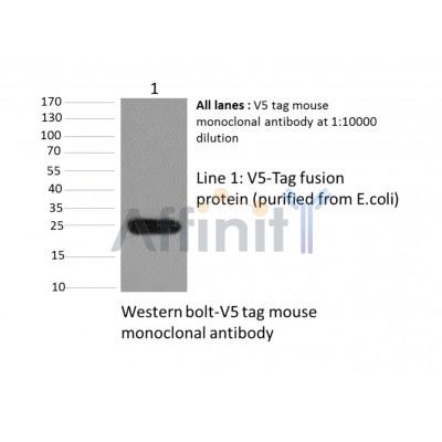 Western blot analysis of  v5-tag fusion protein, using V5 tag mouse monoclonal antibody. 