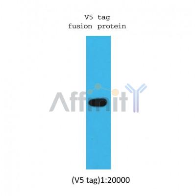 Western blot analysis of  v5-tag fusion protein, using V5 tag mouse monoclonal antibody. 
